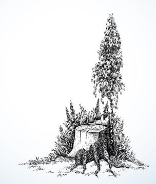 Vector image. Young birch tree grew around an old stump