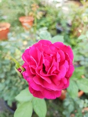 pink rose in garden
