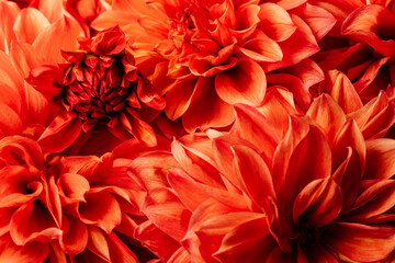 Pastel, peach, coral chrysanthemum petals macro, floral abstract background. Close-up, floral background, soft focus.