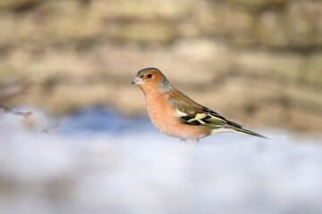 Chaffinch - Fringilla coelebs (male)
