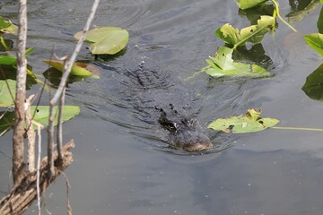 Everglades National Park, Florida, United States. An alligator swims in the pond.