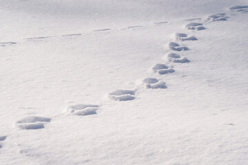Fototapeta na wymiar Paw Prints on Snow Made by Animals