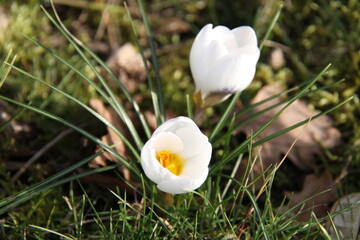 Crocus Ard Shenk