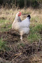 Poule blanche dans le verger