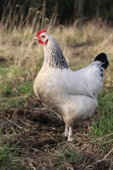 Poule blanche dans le verger