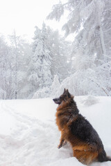 
german shepherd dog playing in the snow