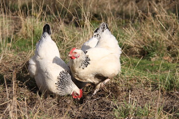 Poules de race Bourbourg grattant dans le verger