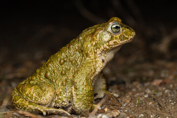 male Natterjack toad (Epidalea calamita)