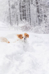 white cavalier spaniel dogy playing in the snow