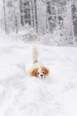 white cavalier spaniel dogy playing in the snow