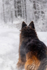 
german shepherd dog playing in the snow