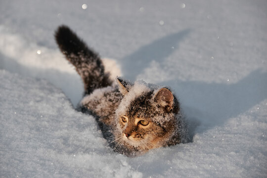 little tabby kitten goes through the brilliant snow, cold winter, snowy glade, tail in defocus