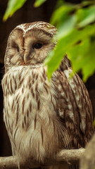 Profile Owl