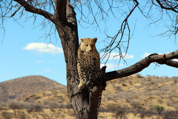 Fototapeta na wymiar Leopard high in the tree looking for food in Namibia