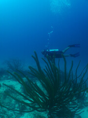 Fototapeta premium scuba divers , caribbean sea . Aruba Island