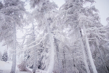 winter forest in the mountain covered by snow 
