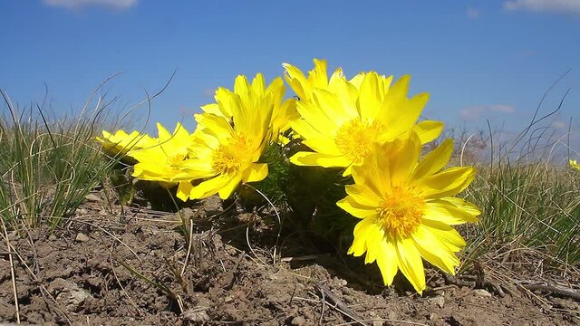Adonis vernalis, one of the first spring flowers. Blooming Spring flower pollinating by a bee.