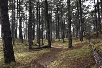 Trail in the dunes near Zandvoort