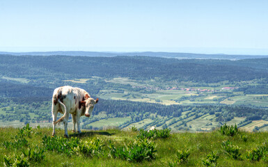 Vache montbéliarde sur le mont d'Or à Longevilles-Mont-d'Or, Doubs, France