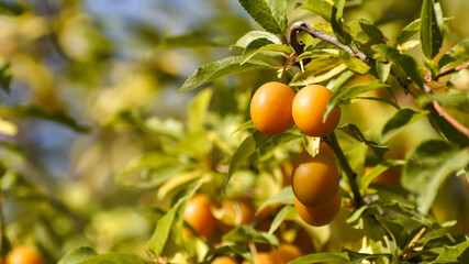 Yellow cherry plum fruits on a branch. Ripe cherry plum fruits close-up.