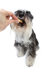 dog miniature schnauzer eat in hand isolated on white 