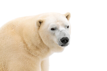 Polar bear (Ursus maritimus) named Rasputin in Tallinn Zoo, Estonia. Selective focus.