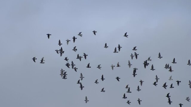 Beautiful flock of doves fly free in the sky. Super slow motion HD