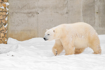 Polar bear (Ursus maritimus) named Rasputin in Tallinn Zoo, Estonia. Selective focus.