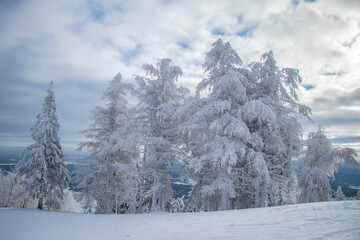 winter forest in the mountain covered by snow 