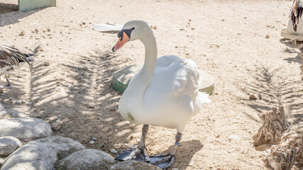 white swan on the water