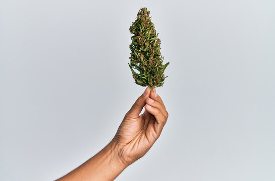 Hand of hispanic man holding marijuana bud cannabis over isolated white background.