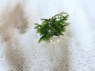 So that coniferous plants do not burn in the spring sun reflected from the white snow, they pour ash from the oven or grill around them