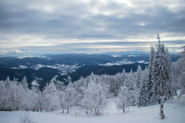 winter forest in the mountain covered by snow 