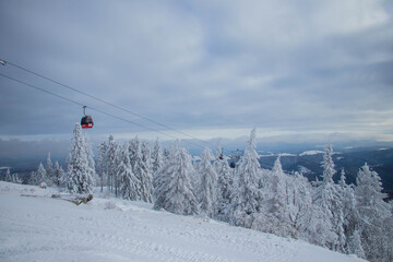 winter forest in the mountain covered by snow 