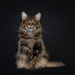 Fototapeta na wymiar Impressive young adult black tabby Maine Coon cat, sitting facing front with one paw playful in air. Looking straight to camera with mesmerising eyes. Isolated on black background.