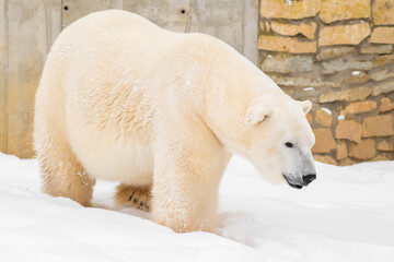 Fototapeta na wymiar Polar bear (Ursus maritimus) named Rasputin in Tallinn Zoo, Estonia. Selective focus.