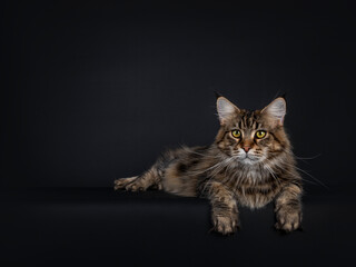 Fototapeta na wymiar Impressive young adult black tabby Maine Coon cat, laying down with paws over edge. Looking beside camera with mesmerising eyes. Isolated on black background.