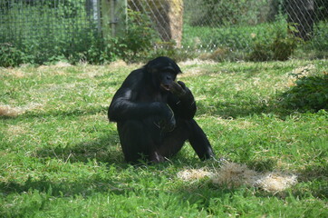Gorilla - (Gorilla gorilla) in Frankfurt zoo