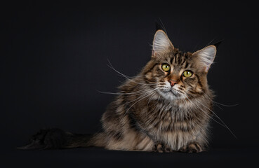 Impressive young adult black tabby Maine Coon cat, laying down facing front. Looking straight to camera with mesmerising eyes. Isolated on black background.