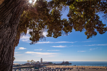 A big tree at Santa Monika beach in Los Angeles, California. Amazing view of Pier.  - obrazy, fototapety, plakaty
