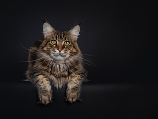 Fototapeta na wymiar Impressive young adult black tabby Maine Coon cat, laying down facing front with paws hanging down from edge. Looking straight to camera with mesmerising eyes. Isolated on black background.