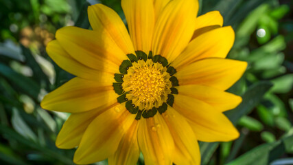 beautiful yellow flower garden flower , close up flower