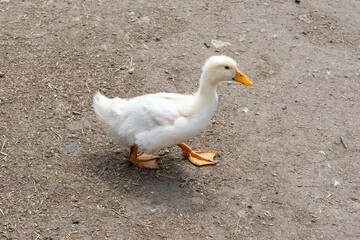 Cute, fluffy baby Pekin ducklings walking outside.