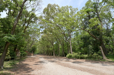 下鴨神社　糺ノ森　京都市