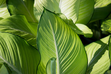 Tropical leaves, abstract dark green leaves texture, nature background and wallpaper concept