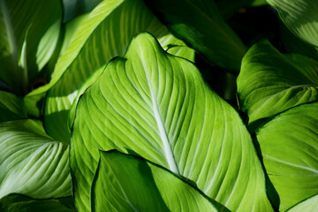 Pattern of leaves or green plants with close-up distance for natural background and wallpaper concept