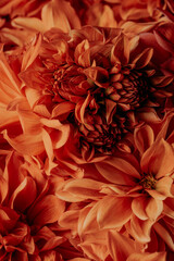 Dark red chrysanthemums, autumn flowers. Macro photography. Floral background. Gift card, blooming pattern. Blooming, natural wallpaper. Autumn season. Top view. The concept of gardening.