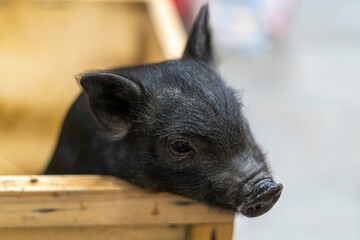 Small domestic vietnamese baby mini pig