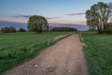 Fototapeta na wymiar Road in green meadow, trees and evening clouds on the blue sky