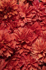 Dark red chrysanthemums, autumn flowers. Macro photography. Floral background. Gift card, blooming pattern. Blooming, natural wallpaper. Autumn season. Top view. The concept of gardening.